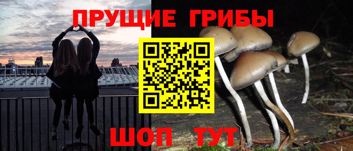 Тутаев  Псилоцибиновые грибы MAGIC MUSHROOMS  Вход с VPN 